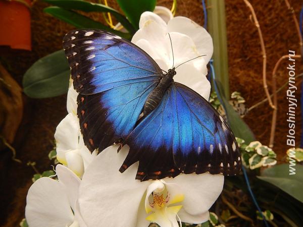 Живые тропические бабочки Зимой и Летом, Удивите ваших близких. Россия, Санкт-Петербург