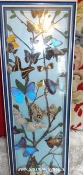 Бабочки из Южной Америки под стеклом 1960-е годы. Россия, Москва, Центральный АО