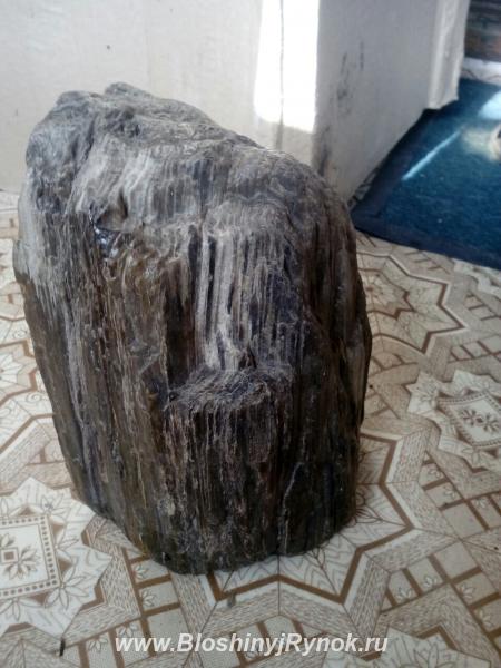 Фрагмент окаменелого дерева. Россия, Сахалинская область, Александровск-Сахалинский