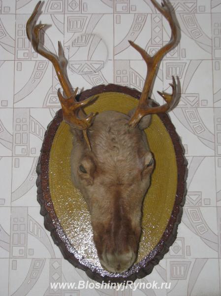 Продам голову оленя с рогами. Россия, Тюменская область,  Тюмень